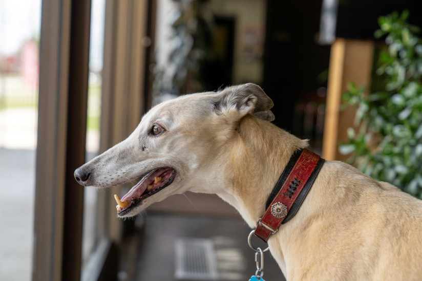 Greyhound-Hall-of-Fame-Museum, Abilene, KS