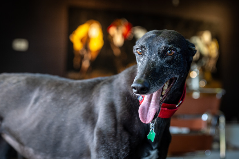 Greyhound-Hall-of-Fame-Abilene,KS