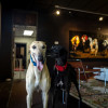 Greyhound-Hall-of-Fame-Museum-Abilene,KS