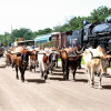 Chisholm-Trail-Abilene,KS-Longhorn