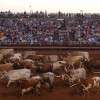 longhorn_cattle_abilene_rodeo.jpg