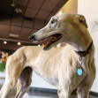 Greyhound-Hall-of-Fame-Museum-Abilene,KS