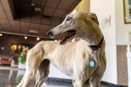 Greyhound-Hall-of-Fame-Museum-Abilene,KS