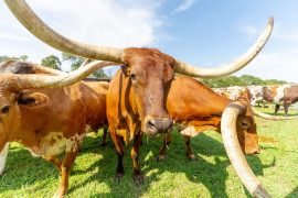 Old-Abilene-Town-Chisholm-Trail-Longhorn-Abilene,KS